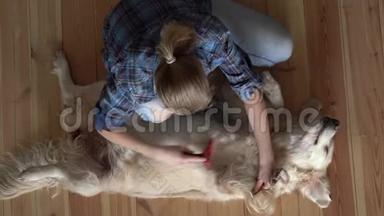 宠物护理。 女人正在家里梳一只大的<strong>金毛</strong>犬和一把金属梳梳。 顶部视图